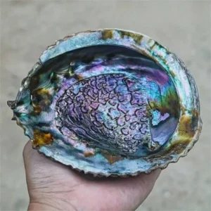 Abalone Shell Incense Burner