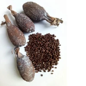 Grains of Paradise, Alligator pepper pods, Guinea pepper, (Aframomum Melegueta) 3pcs in a bag