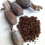 Grains of Paradise, Alligator pepper pods, Guinea pepper, (Aframomum Melegueta) 3pcs in a bag