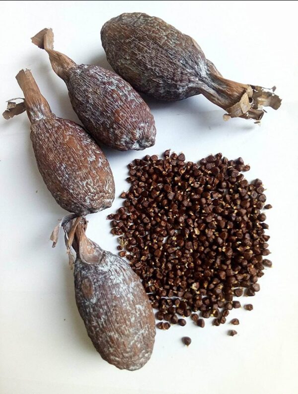 Grains of Paradise, Alligator pepper pods, Guinea pepper, (Aframomum Melegueta) 3pcs in a bag